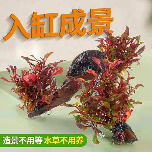 活体yee入缸鲜活鱼缸水草造景