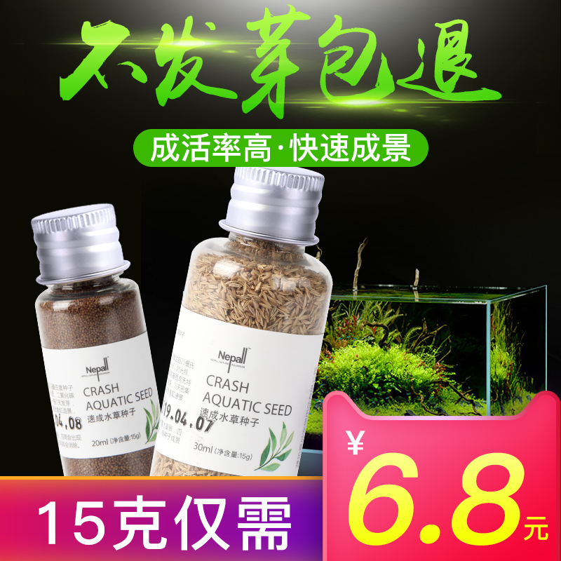 鱼缸水草种子鱼缸造景对叶水草泥真水草懒人水草种籽牛毛水草植物