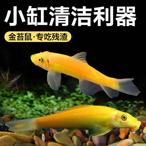 黄金青苔鼠鱼苗金苔鼠小型淡水清洁鱼工具鱼热带观赏鱼清道夫宠物