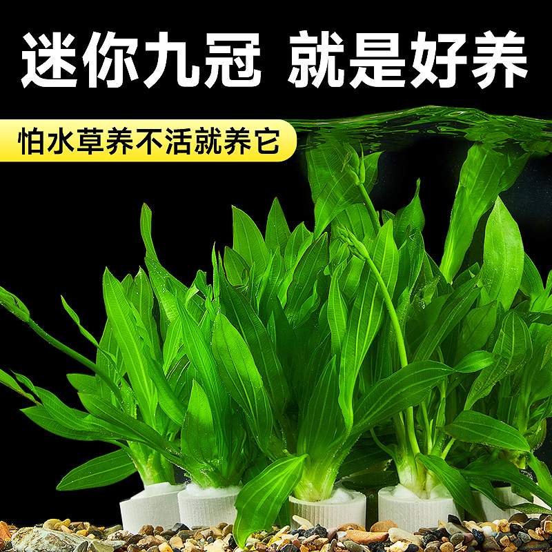yee九冠水草阴性水草好养耐活