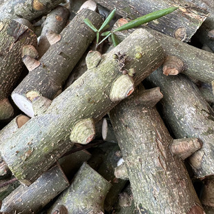 野生花椒木原木diy婴儿磨牙棒原材料贵州深山天然花椒树自制玩具