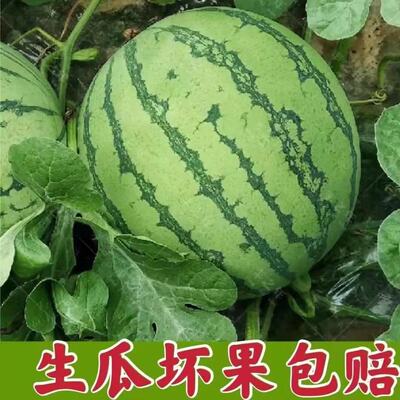 无籽西瓜5-6斤当季新鲜水果麒麟瓜包熟包甜8424礼品小西瓜