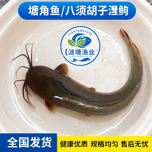土塘鲺鲶鱼苗塘角鱼冷水耐活喂食