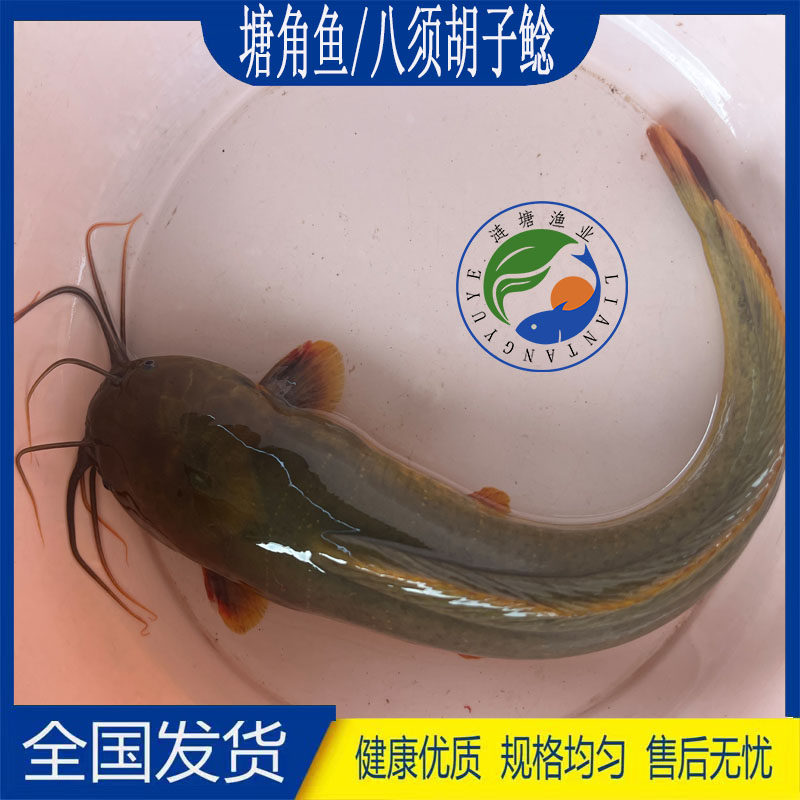 塘角鱼土塘鲺鱼苗不死的鱼耐活八须胡子鲶小型观赏鱼冷水养殖活体