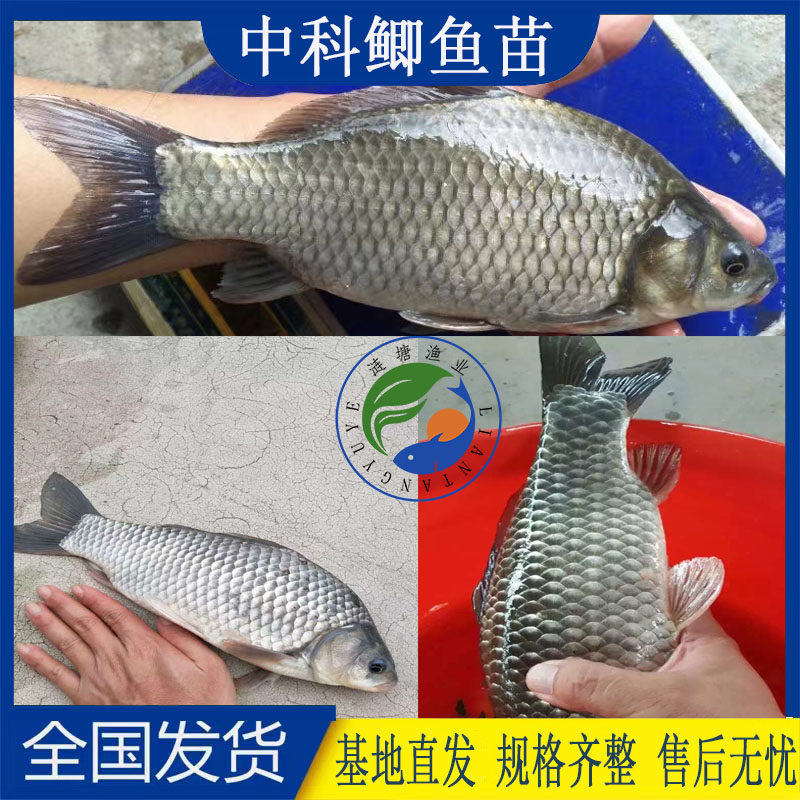 中科5号鲫鱼苗淡水活体工程鲫湘云鲫银鲫喂食饲料好养耐活 殖包邮