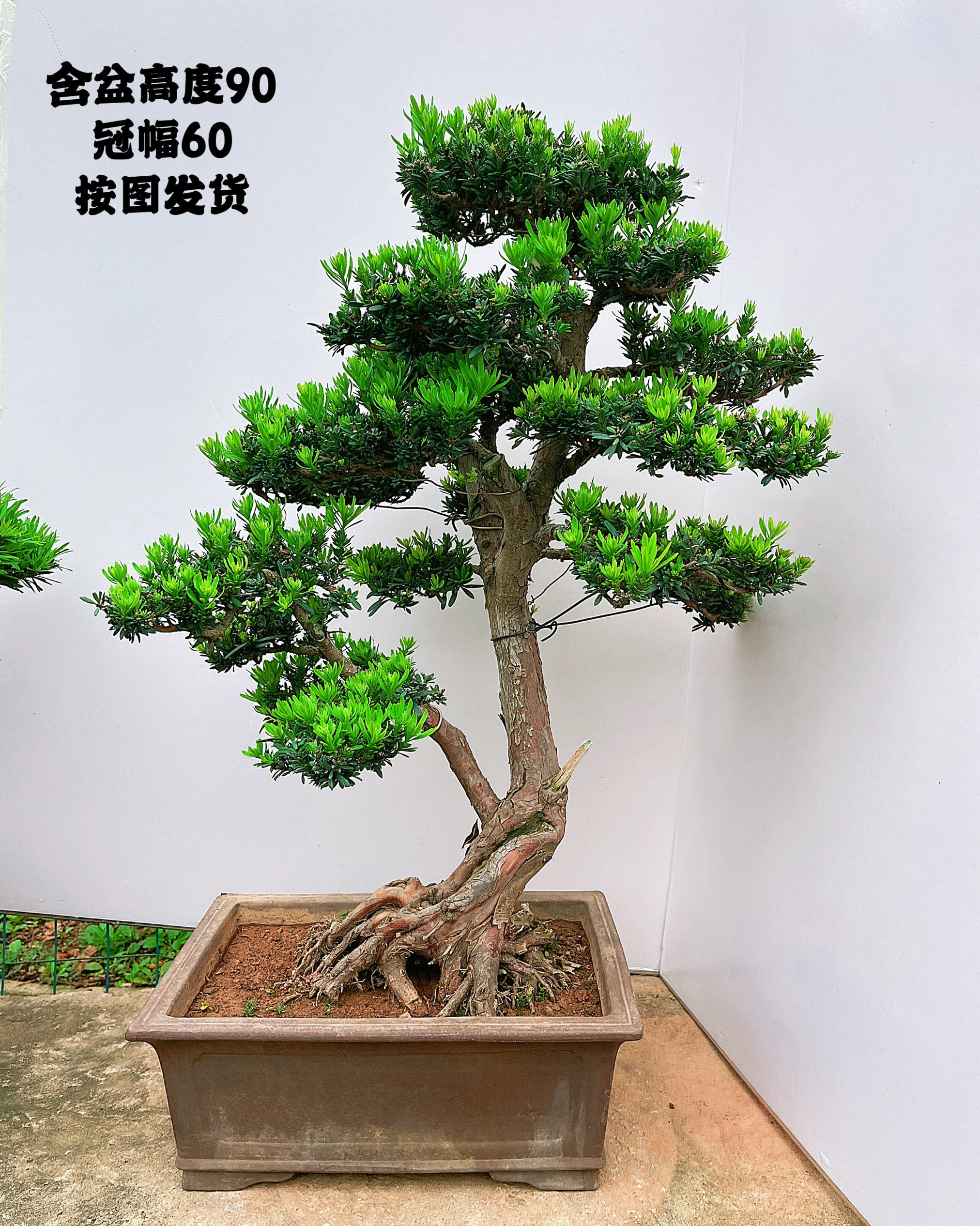 高端米叶红芽精品绿植罗汉松盆景