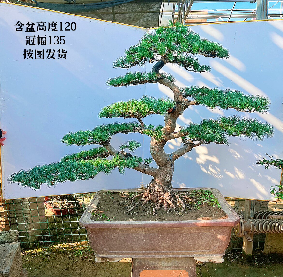 中大型五针松盆景造型大阪松微型实物老树桩精品植物室内