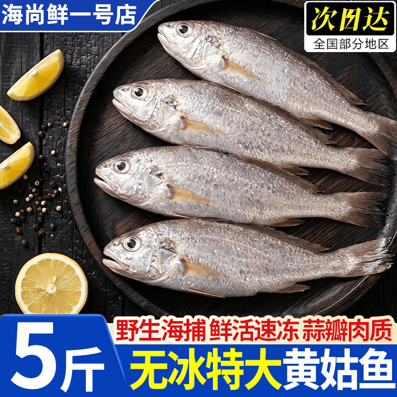 印度进口冷冻无冰小黄姑鱼