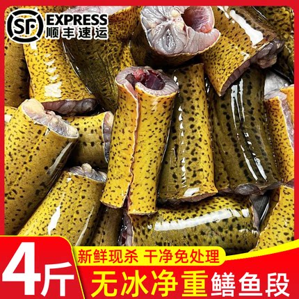 冷冻无冰现杀去头内脏黄鳝段