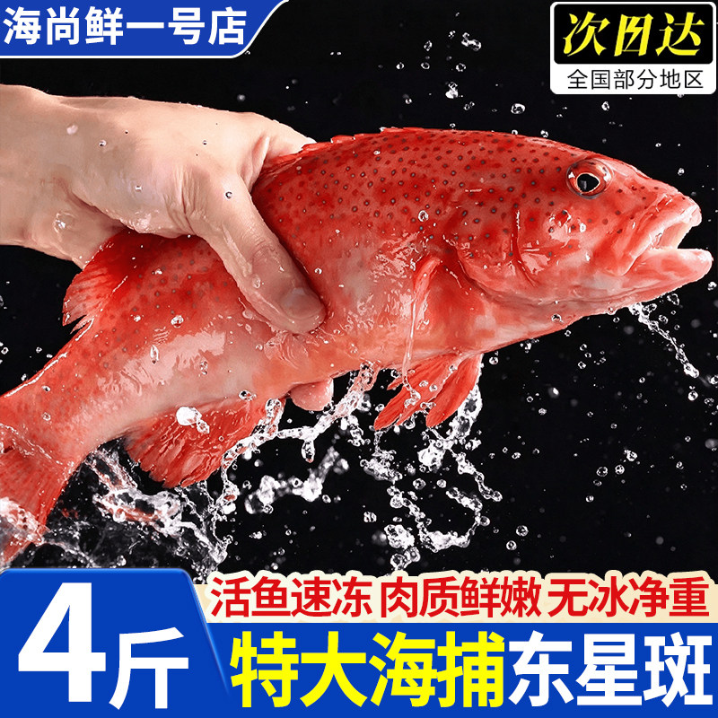 深海捕捞鲜冻大东星斑批发