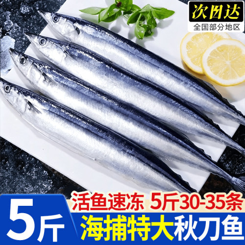 深海海捕特大鲜冻秋刀鱼