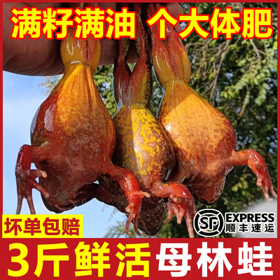 2025年新货东北林蛙鲜活蛤蟆东北特产雪蛤林蛙母豹子哈什蟆整箱