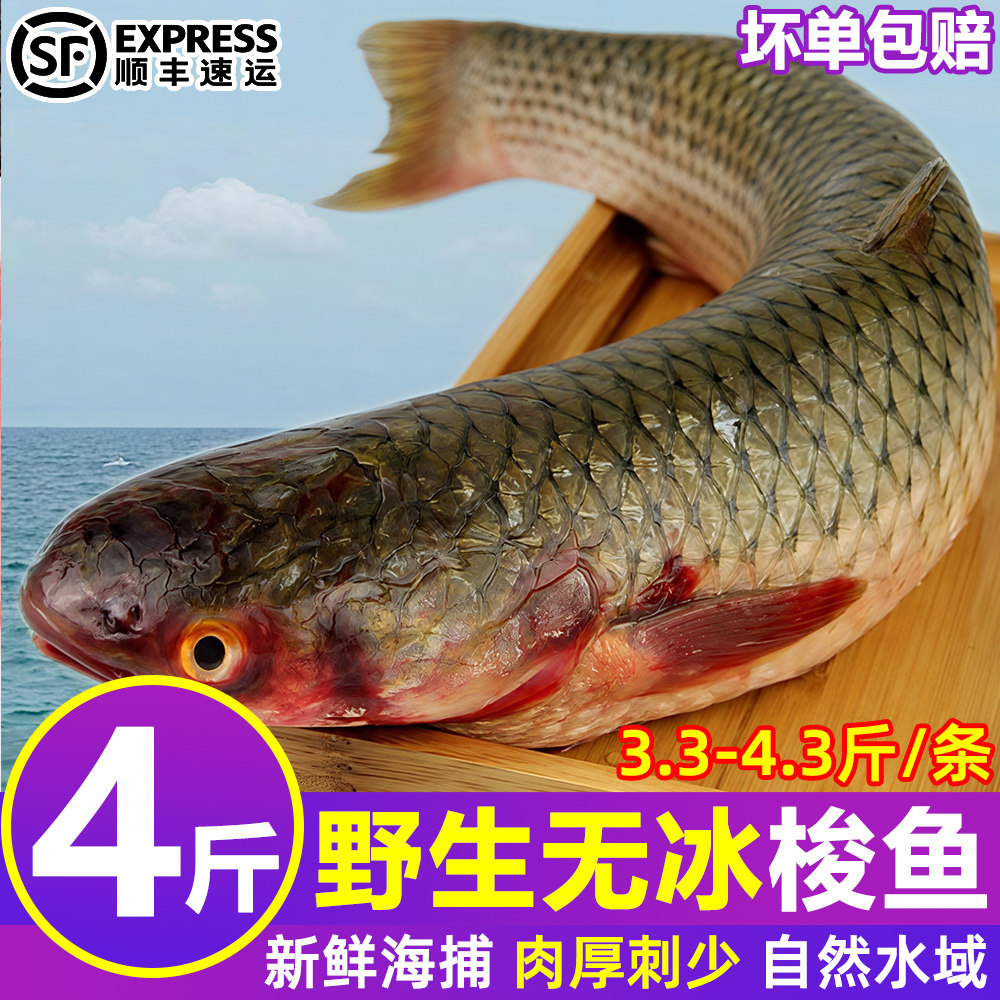 梭鱼新鲜冷冻支鱼海洋海捕鱼海鲜水产海鲜鱼梭子鱼大海鱼整箱顺丰