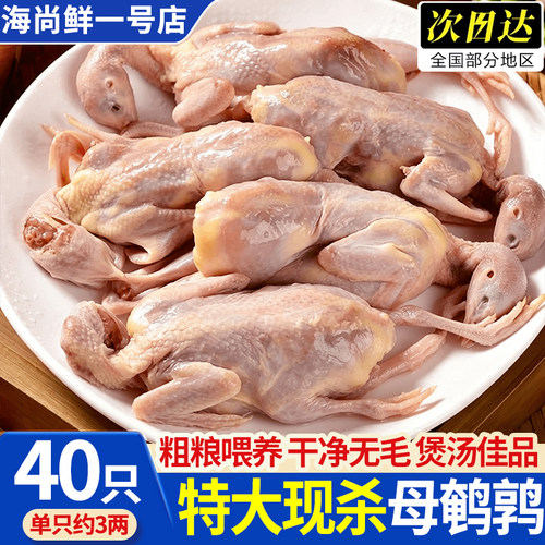 顺丰包邮现杀特大母鹌鹑生鲜