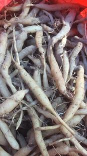一斤温州七肾雁荡山野外新鲜菜头肾土太子参补肝肾壮筋骨风火牙疼