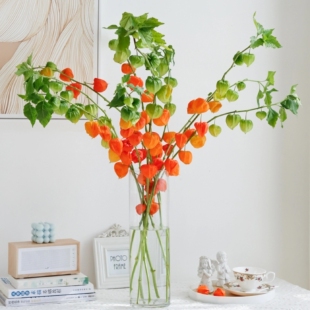 A级酸浆果鲜花 切花灯笼果鲜花瓶插水培灯笼草洛神珠云南基地直发