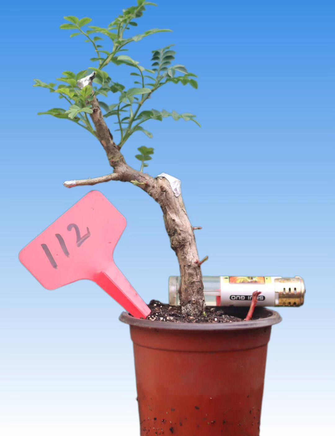 刺梨老桩盆景带盆发货一物一拍阳台庭院易活耐寒开花结果绿色植物