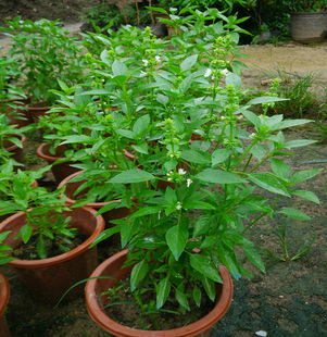 九层塔苗 金不换植物罗勒叶 金不焕调味食用香料盆栽室外阳台绿植