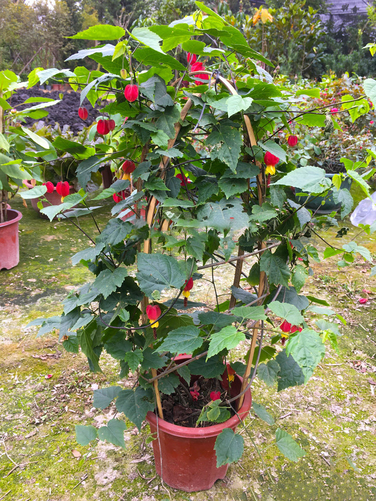 包邮灯笼花盆栽蔓灯笼花悬铃花喜庆摆设宫灯花阳台四季开花灯笼花