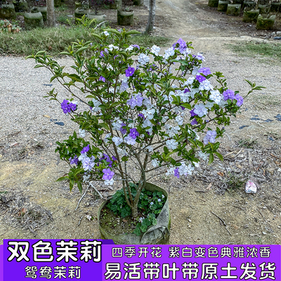 双色茉莉盆栽双色花苗鸳鸯茉莉花阳台室内外盆栽芳香花卉四季开花