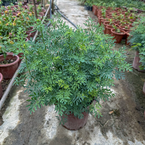 臭草苗贼仔草盆栽中药材芸香草苗驱蚊可食用好养植物香茅筋骨草苗