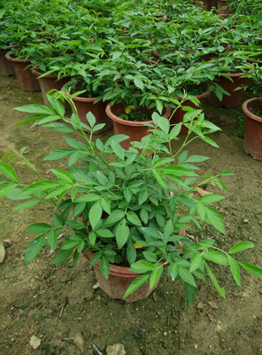 仙草苗瑞草抹草小槐花三叶草盆栽