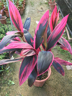 朱蕉苗 红竹苗 亮叶红铁树 盆栽朱焦 水培红叶富贵竹 室内千年木