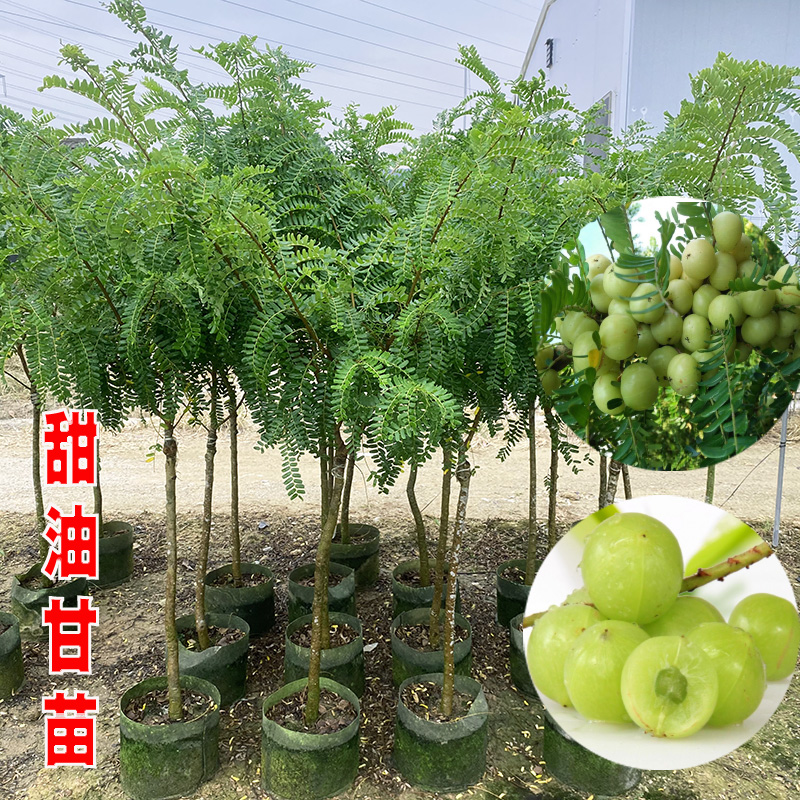 果苗油甘果苗崩坎狮头嫁接果树苗