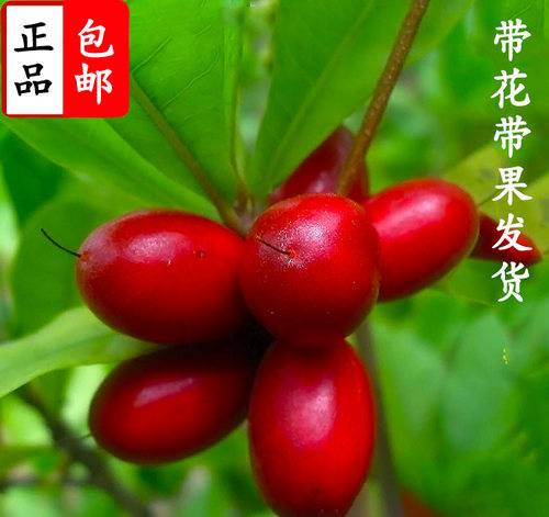 神秘果树苗变味果树苗