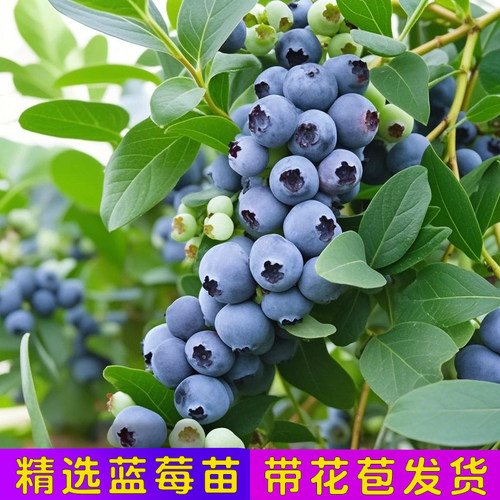 蓝莓苗树苗大果蓝莓树果苗盆栽耐寒耐热阳台庭院当年结果带果发货
