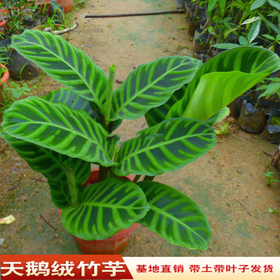 绿植天鹅绒竹芋花卉庭院观叶植物