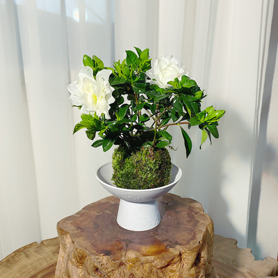 香水栀子花苔藓球小丛林（带花苞）四季开花花香四溢四季常青