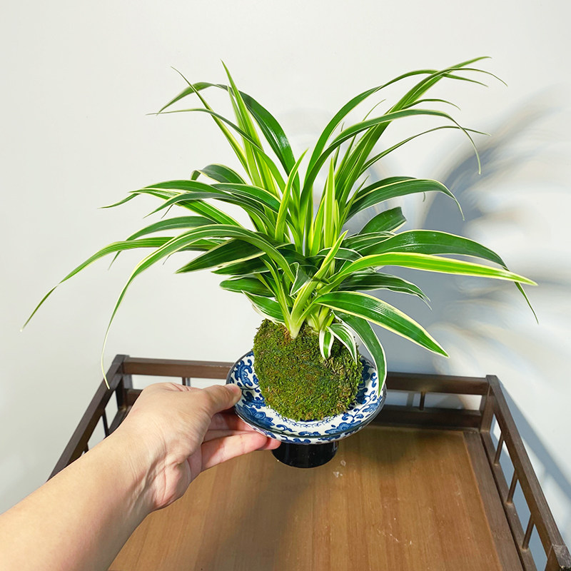 金边吊兰苔藓球四季常青室内阳台花禅意景观