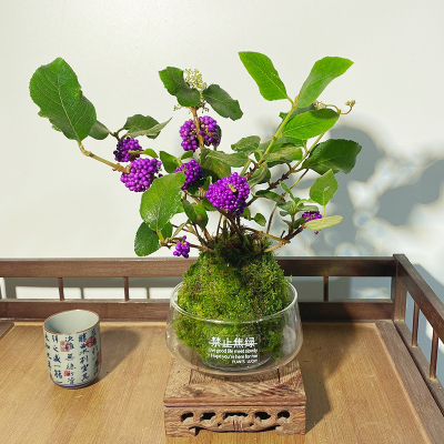【紫珠】苔藓球（带果发货）绿植阳台窗台散射光线好看耐养绿植