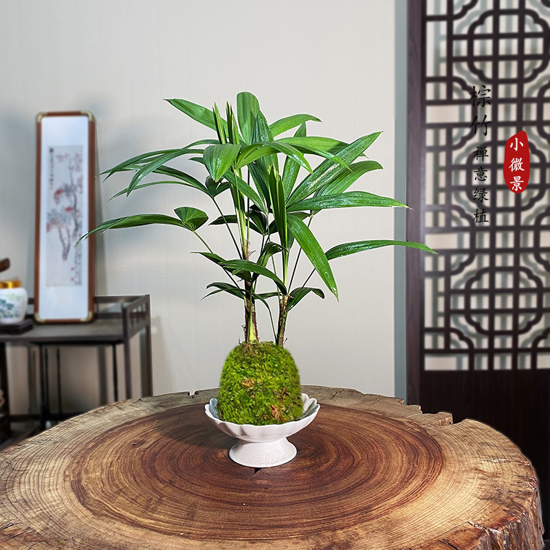 棕竹苔蘚球新中式四季常青耐活好養(yǎng)假山吸水石造景植物
