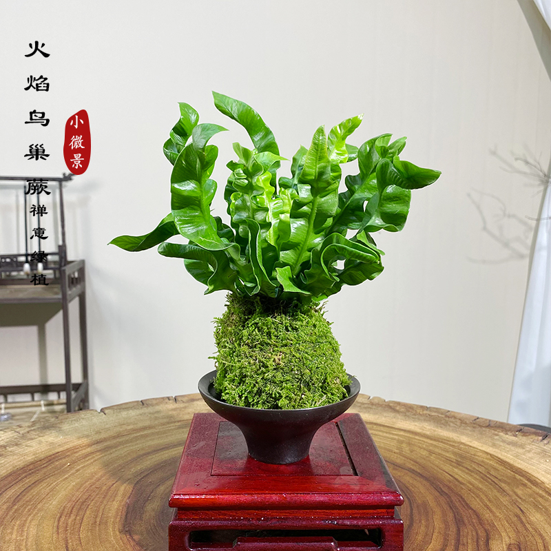 火焰鸟巢蕨苔藓球新中式净化空气