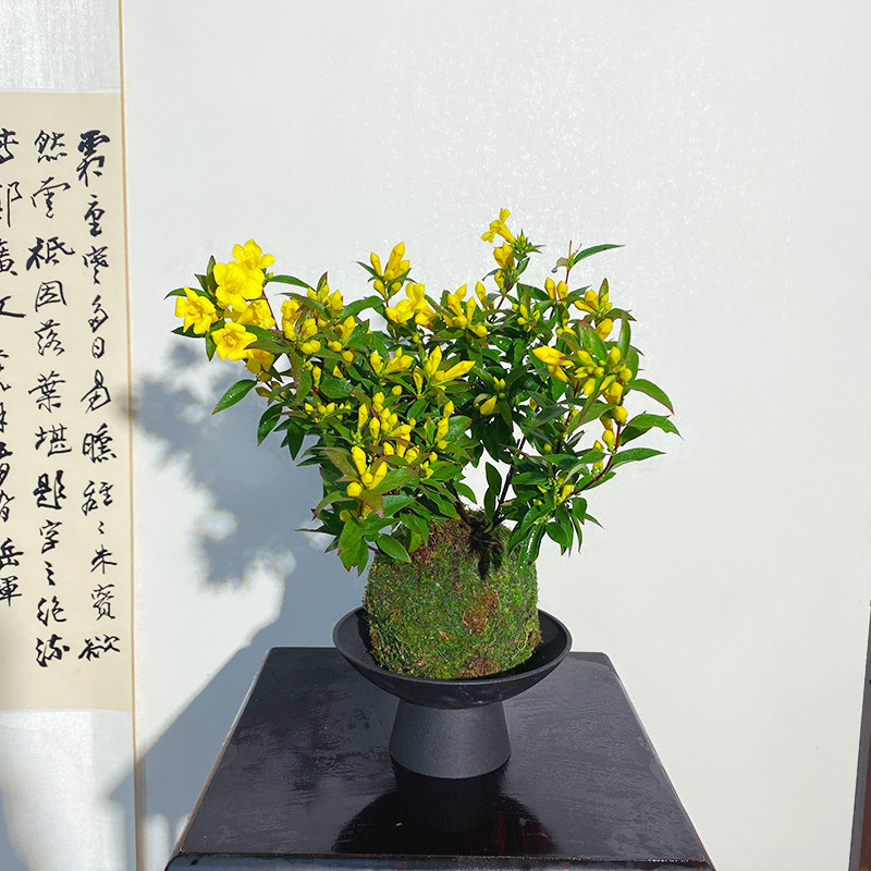 【黄花香水茉莉】苔藓球（带花苞）发货阳台窗台好看耐养绿植,鲜花速递/花卉仿真/绿植园艺,绿植,淘宝优惠券,粉丝福利购,淘宝优惠卷