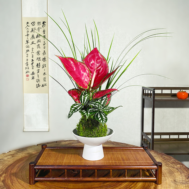 【月下美人】苔藓球新中式窗台绿植红红火火四季常虹