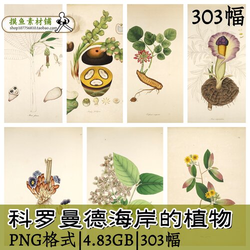 科罗曼德海岸的植物/插画素材图集手绘图片植物花卉设计素材zc110