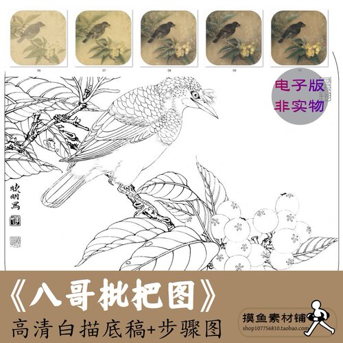 工笔画八哥枇杷图高清线稿电子版临摹初学者素材教程步骤图非实物
