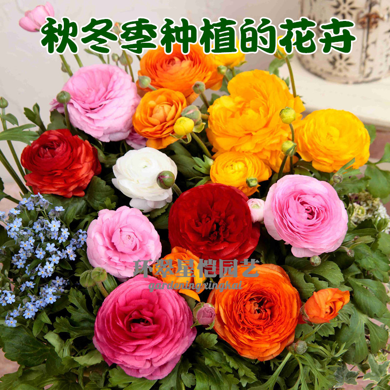 种球根洋牡丹秋冬室内荷兰花毛茛