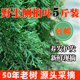 中药材 侧柏叶5斤野生新鲜扁柏叶植物洗发当归洗发水干侧柏叶粉