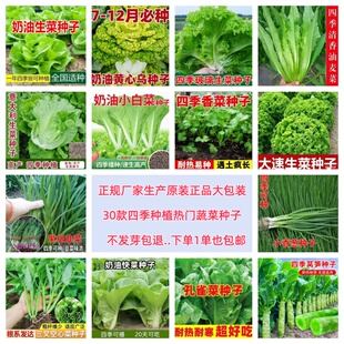 蔬菜种子生菜白菜韭菜香葱香菜空心菜木耳菜菠菜乌塌菜快菜孔雀菜