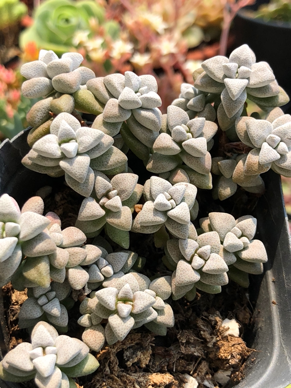 皓鲜多肉馆【白鹭】雪白细粉,易群生 景天科青锁龙属多肉植物