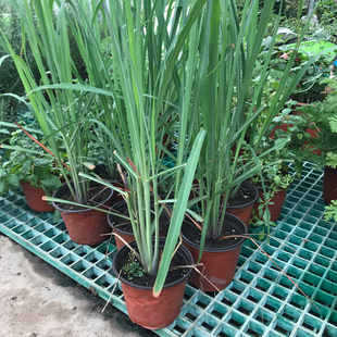 新鲜香茅草苗柠檬草种苗盆栽泰国柠檬草香茅草盆栽包邮