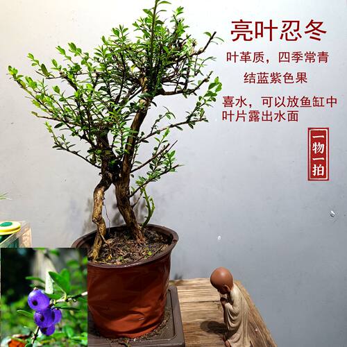 亮叶忍冬老桩盆景耐修剪室内外