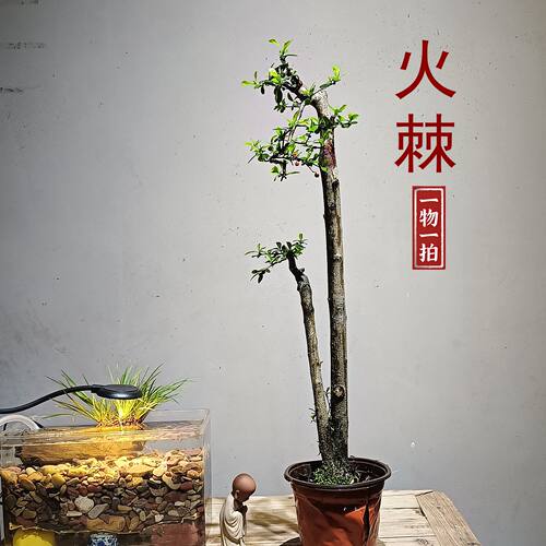 火棘红果盆栽四季常青耐寒好养