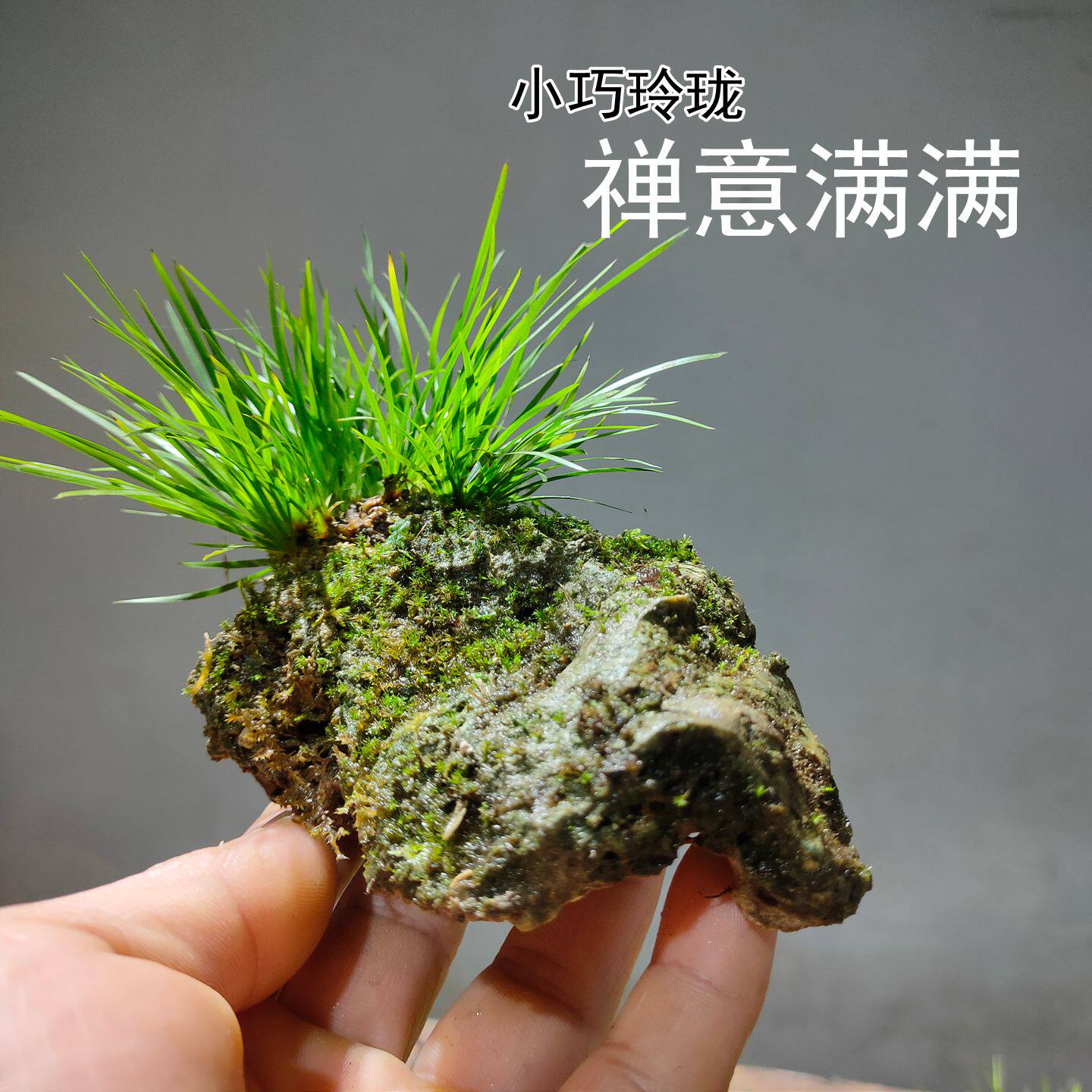绿植室内盆栽吸水石菖蒲附石苔藓微景观桌面水培水陆缸造景,鲜花速递/花卉仿真/绿植园艺,造型盆景,淘宝优惠券,粉丝福利购,淘宝优惠卷