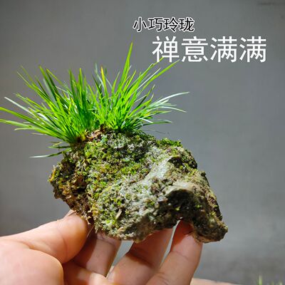 养心静心附石菖蒲赏心悦目