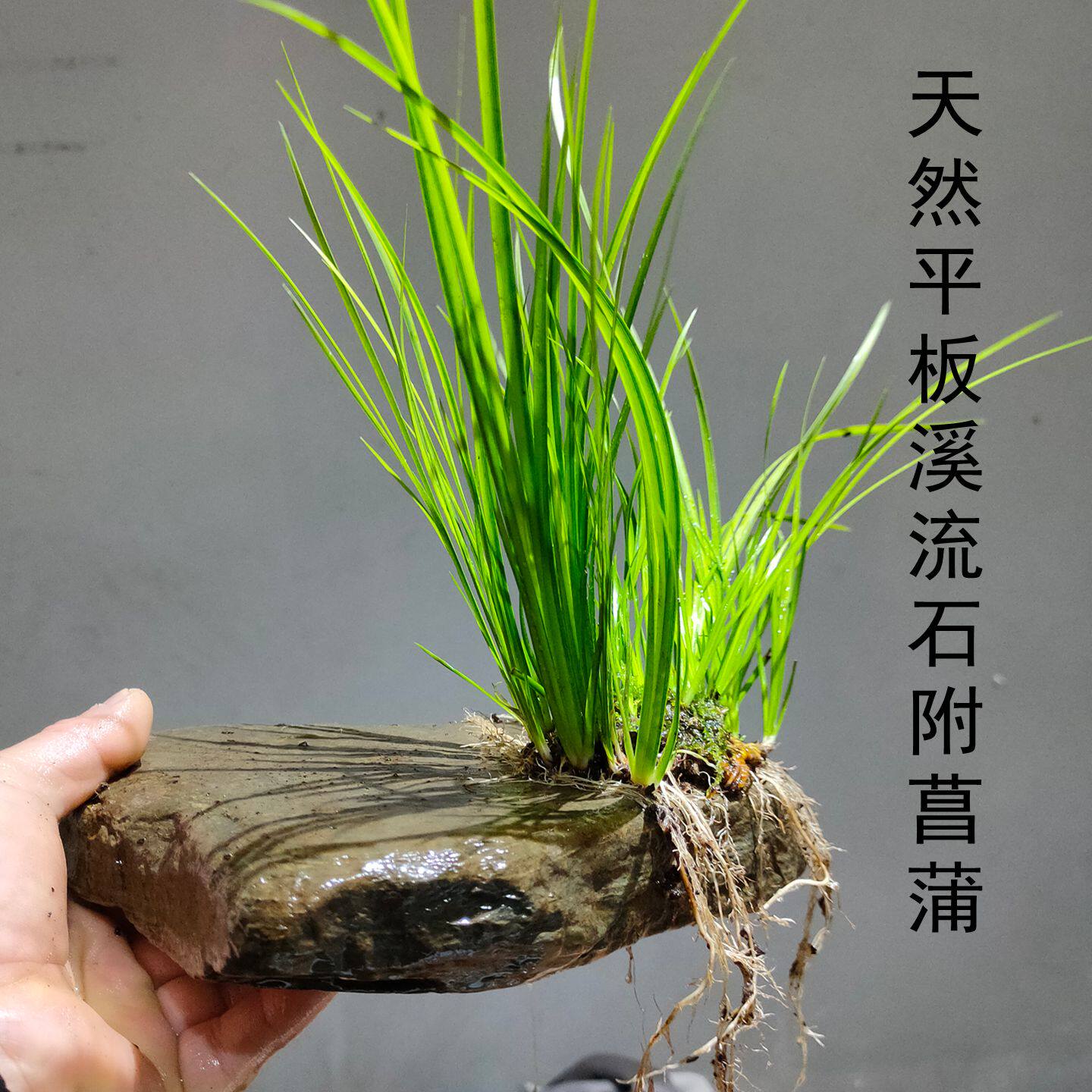 菖蒲附石盆景绿植微景观苔藓水陆缸造景水培植物一物一拍